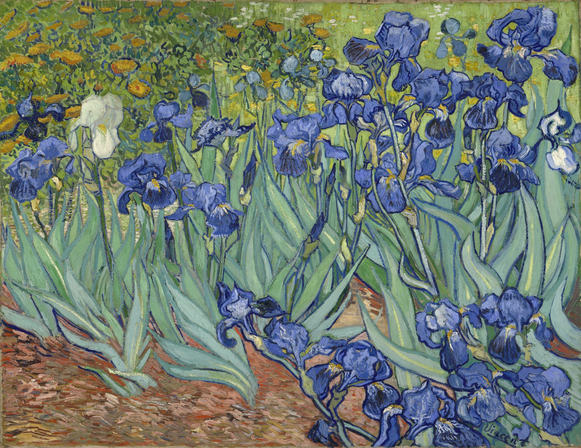 Vincent Van Gogh - Irises 
